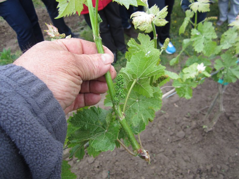 31 IMG_3455.JPG